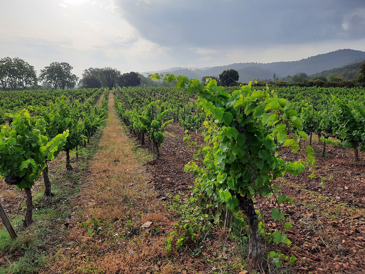 Imatge il·lustrativa