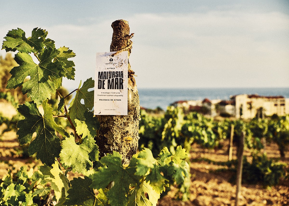 Les ganes d'experimentar es palpen amb aquesta malvasia criada sota el mar