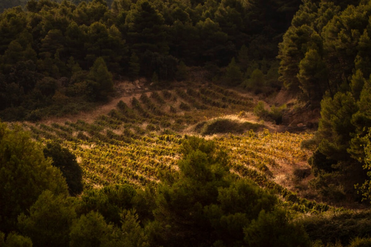 Imatge il·lustrativa