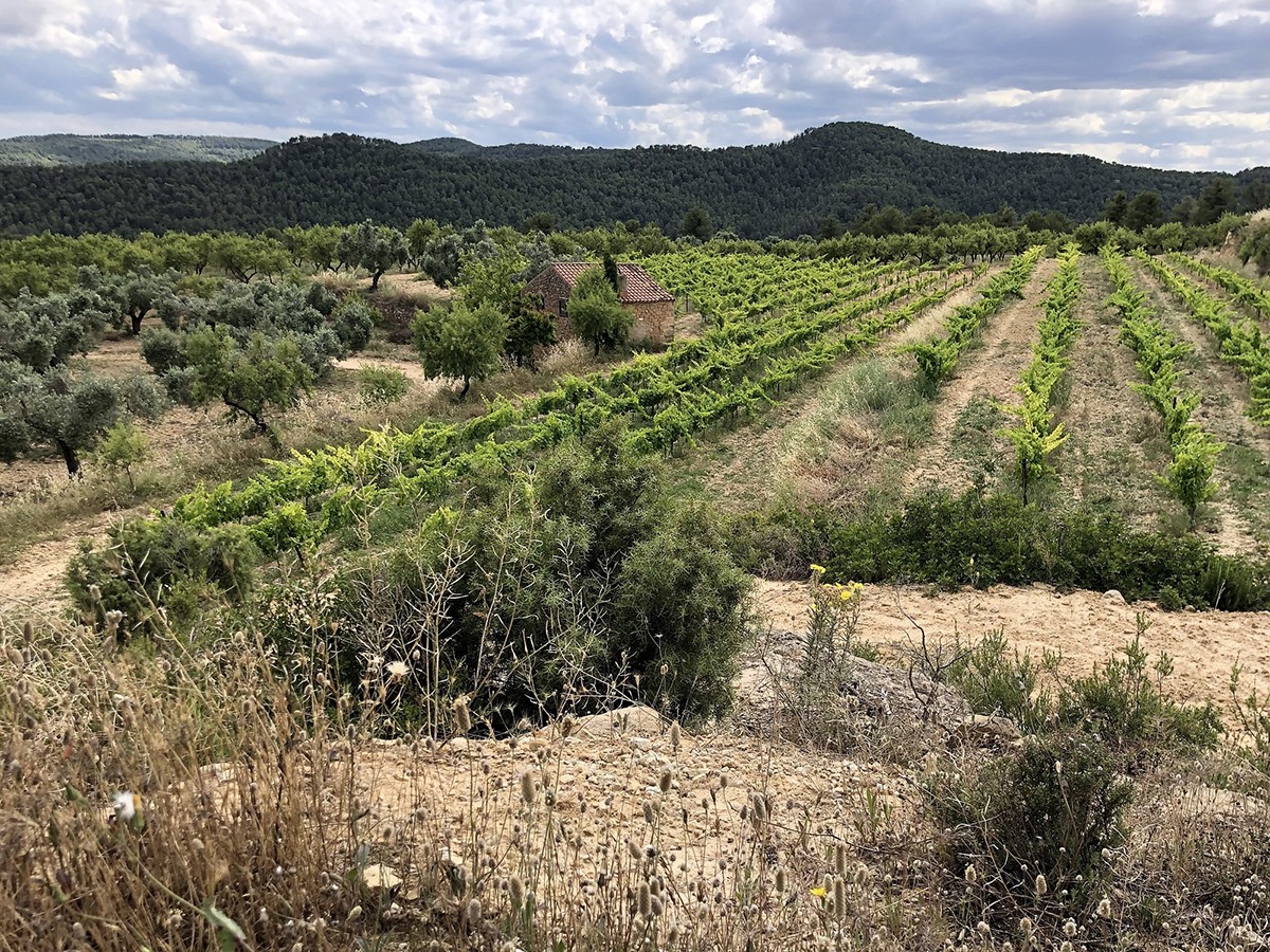 Vinyes i oliveres dominen el mosaic agrícola de la Terra Alta