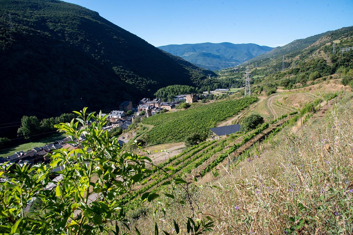 Vinyes del celler Cota 70, a Rialp