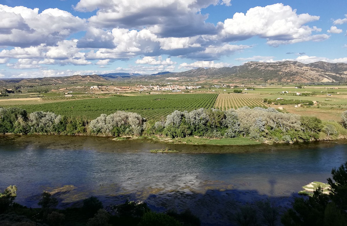 Vinyes del celler Molí de Rue a tocar del riu Ebre