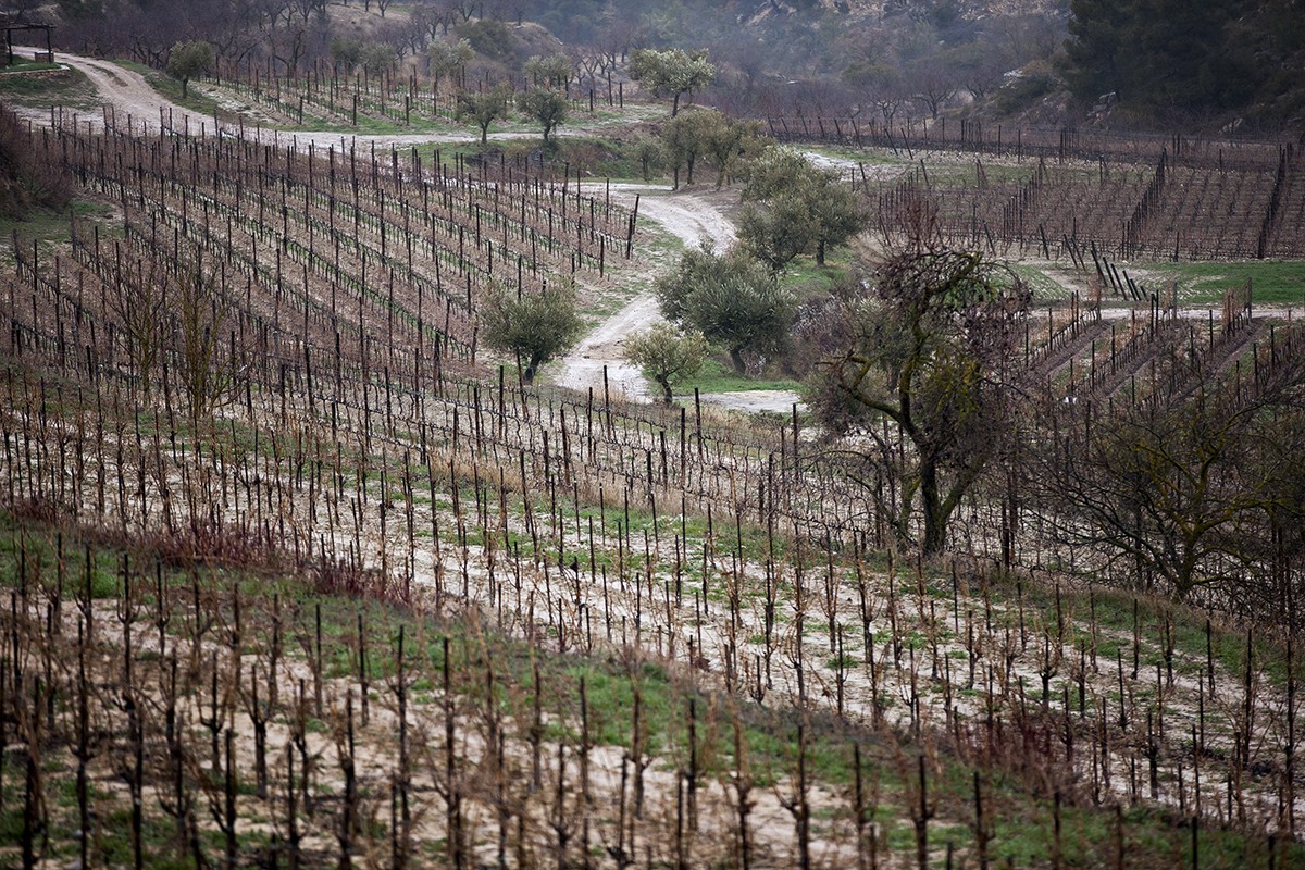 Paisatge d’hivern a la finca de l’Olivera. 