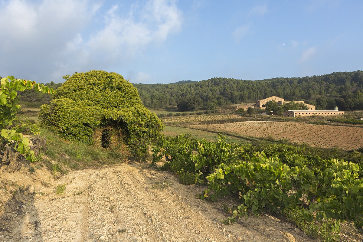 Barraca de vinya a la Masia Can Vich