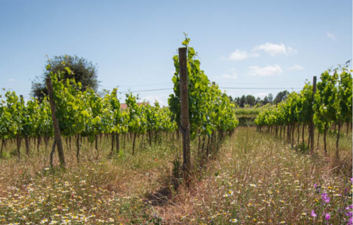 Imatge il·lustrativa