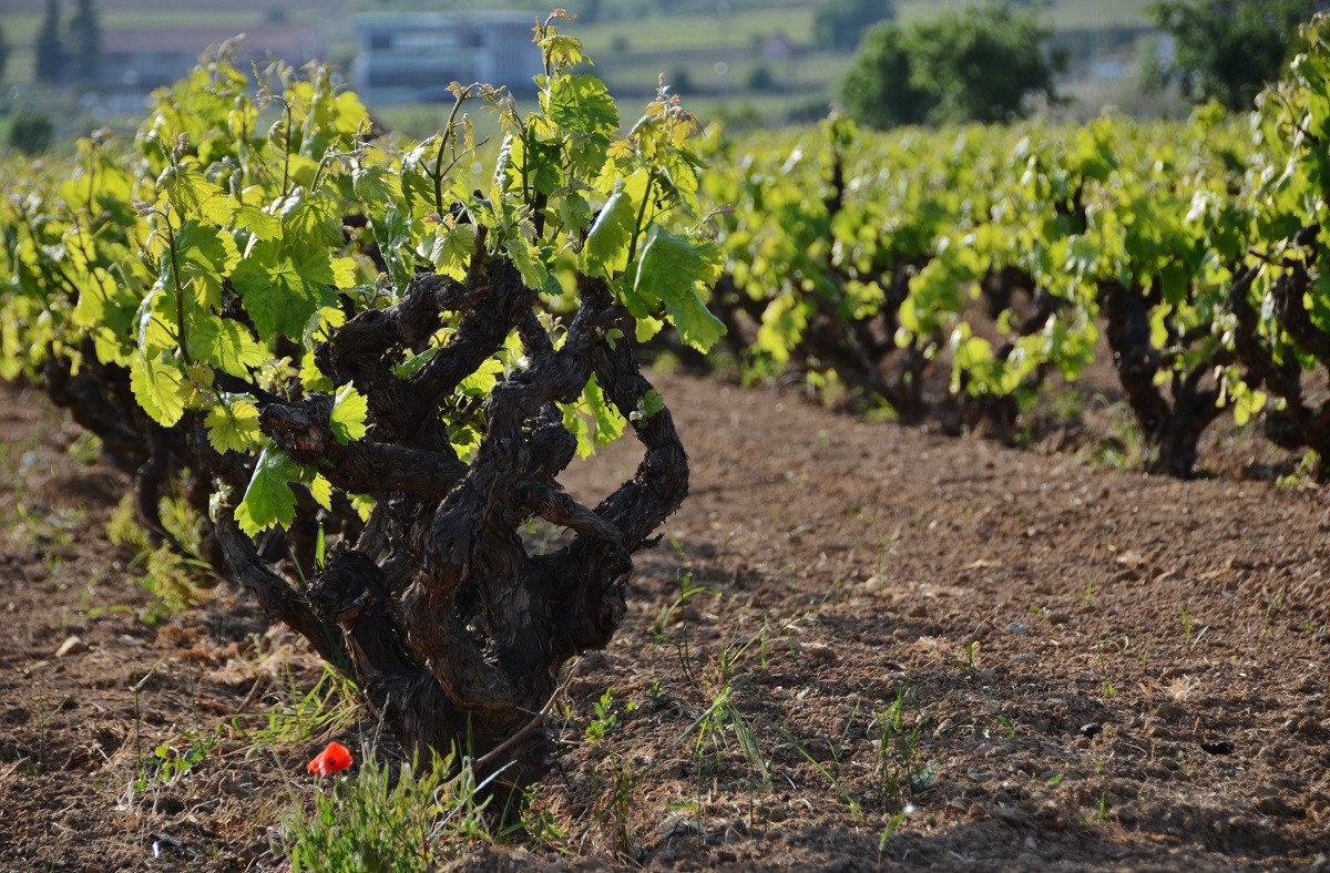 La DO Penedès serà la primera denominació d'origen 100% ecològica el 2025