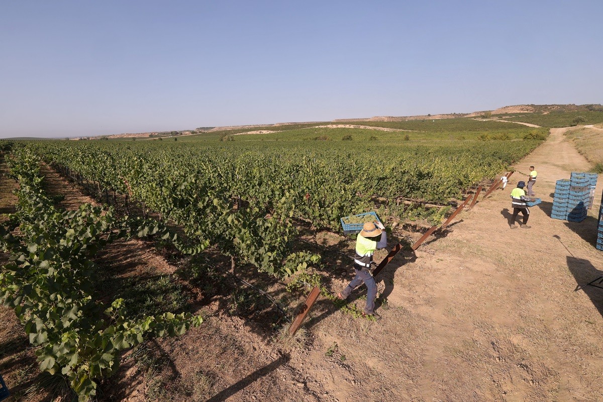 Raimat utilitza reg soterrat i llum ultraviolada