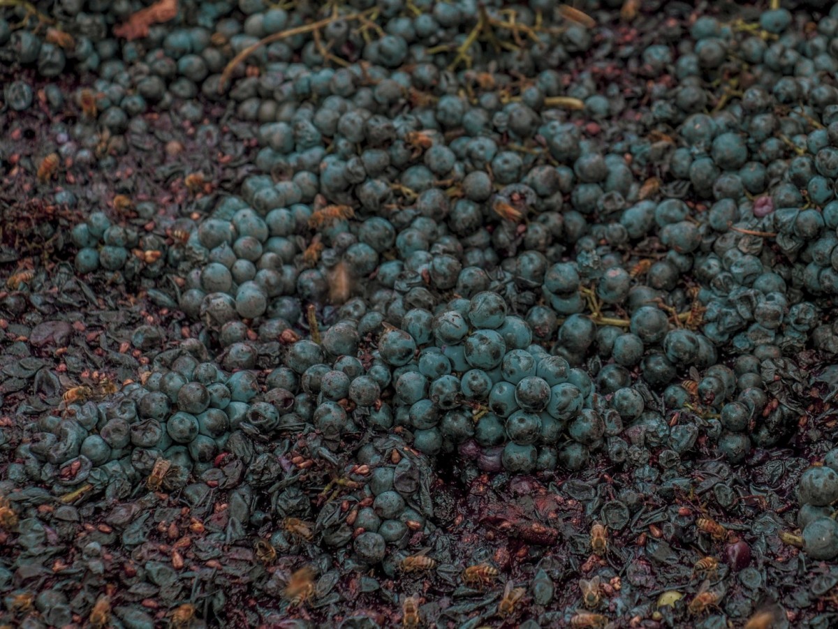 Imatge il·lustrativa