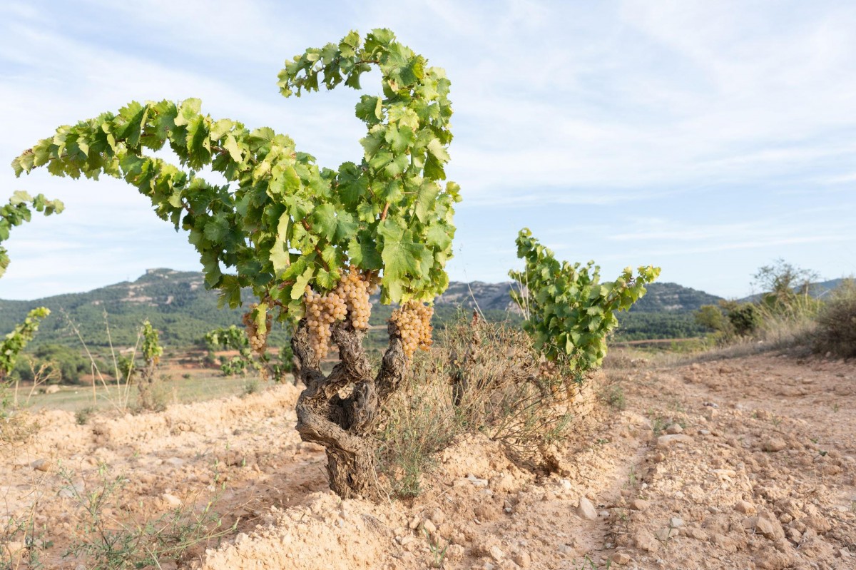 Es preveu una davallada del 25% en la producció