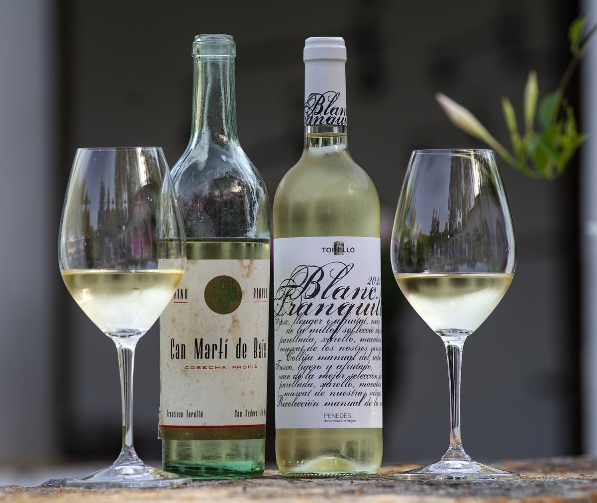 El Blanc Tranquille de Torelló compleix 70 anys