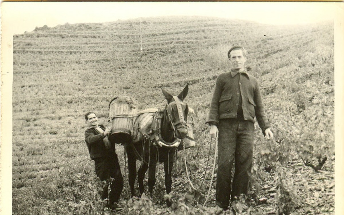 Vendimia de principios de siglo XX en el Priorat