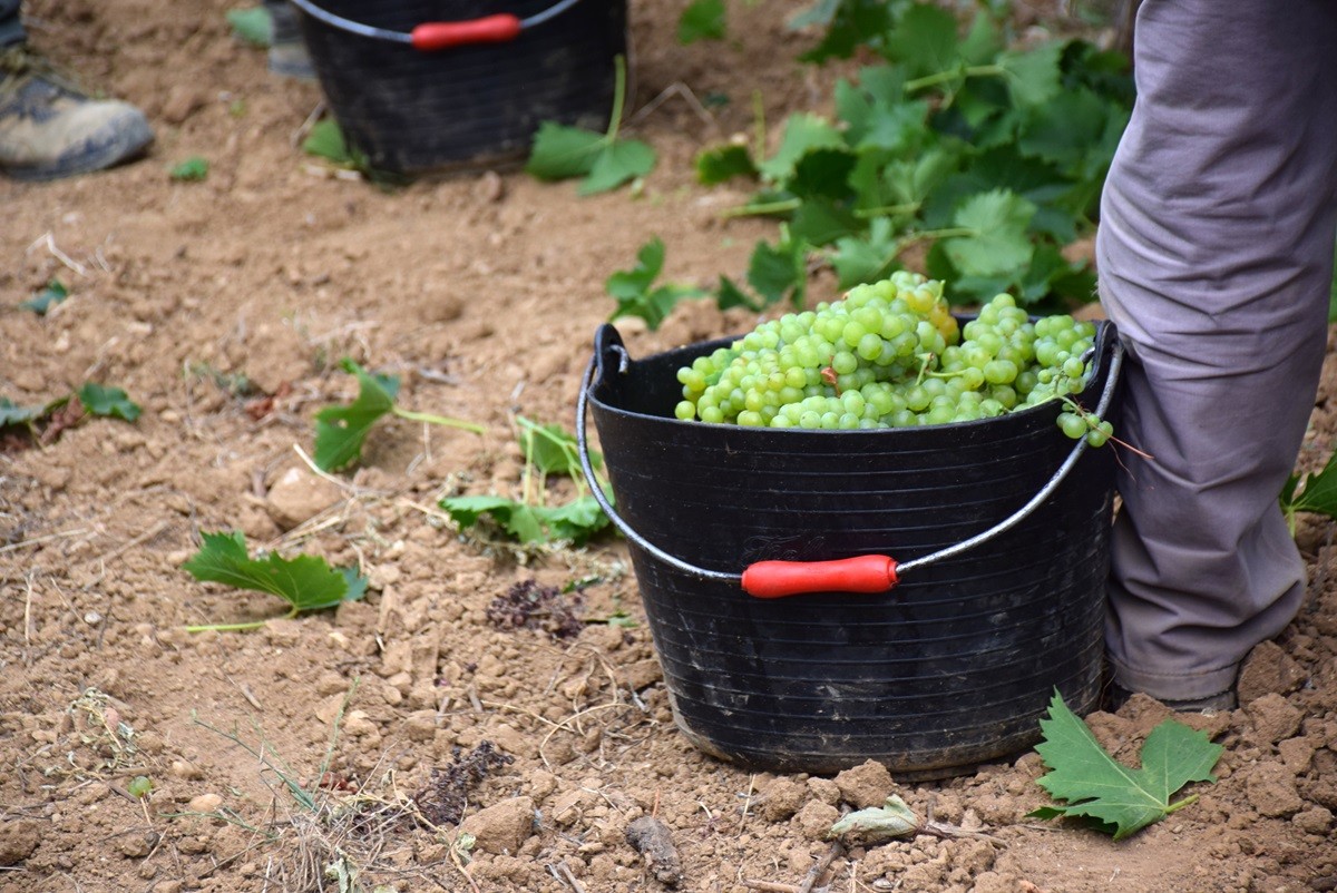 750 cellers i 8.500 viticultors i viticultores elaboren 340 milions d’ampolles de vi