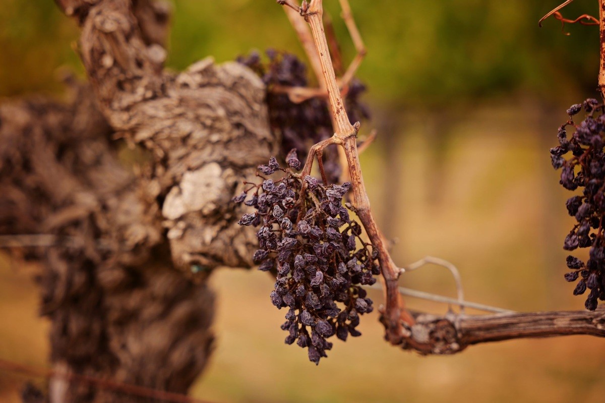 La sequera ha impactat en la producció i en el model socioeconòmic del territori