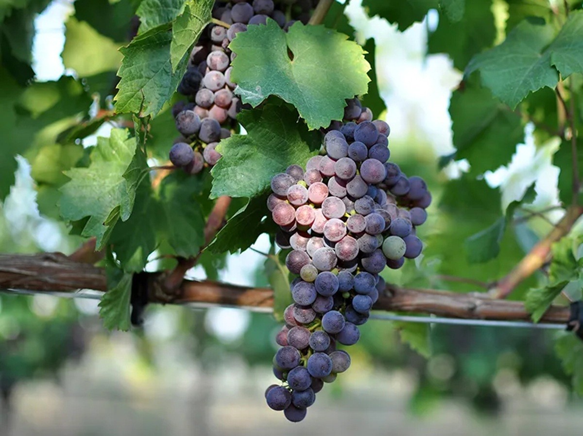 Varietat de raïm Belat, que juntament amb la Marina Rion, han estat reconegudes pel BOE