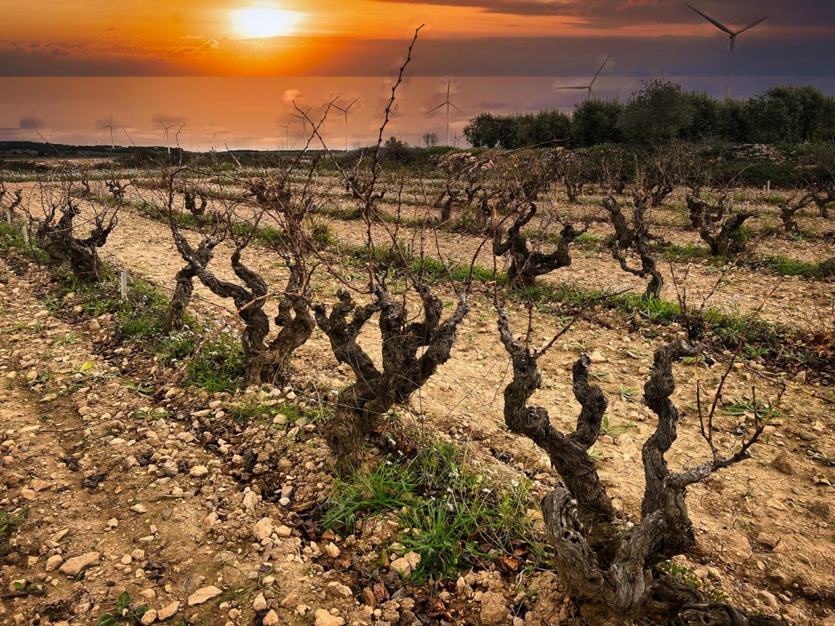 Vinya de Joan Bada, a Vilalba dels Arcs, a la Terra Alta