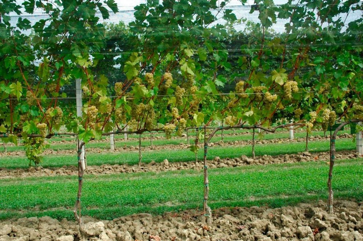 Varietat merlot khorus