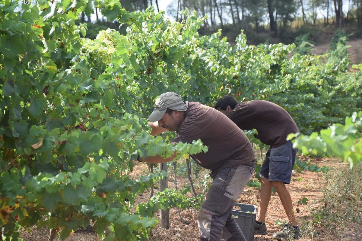 La DO Penedès celebra el 2025 la primera verema 100% ecològica del món, una fita històrica en la viticultura internacional.
