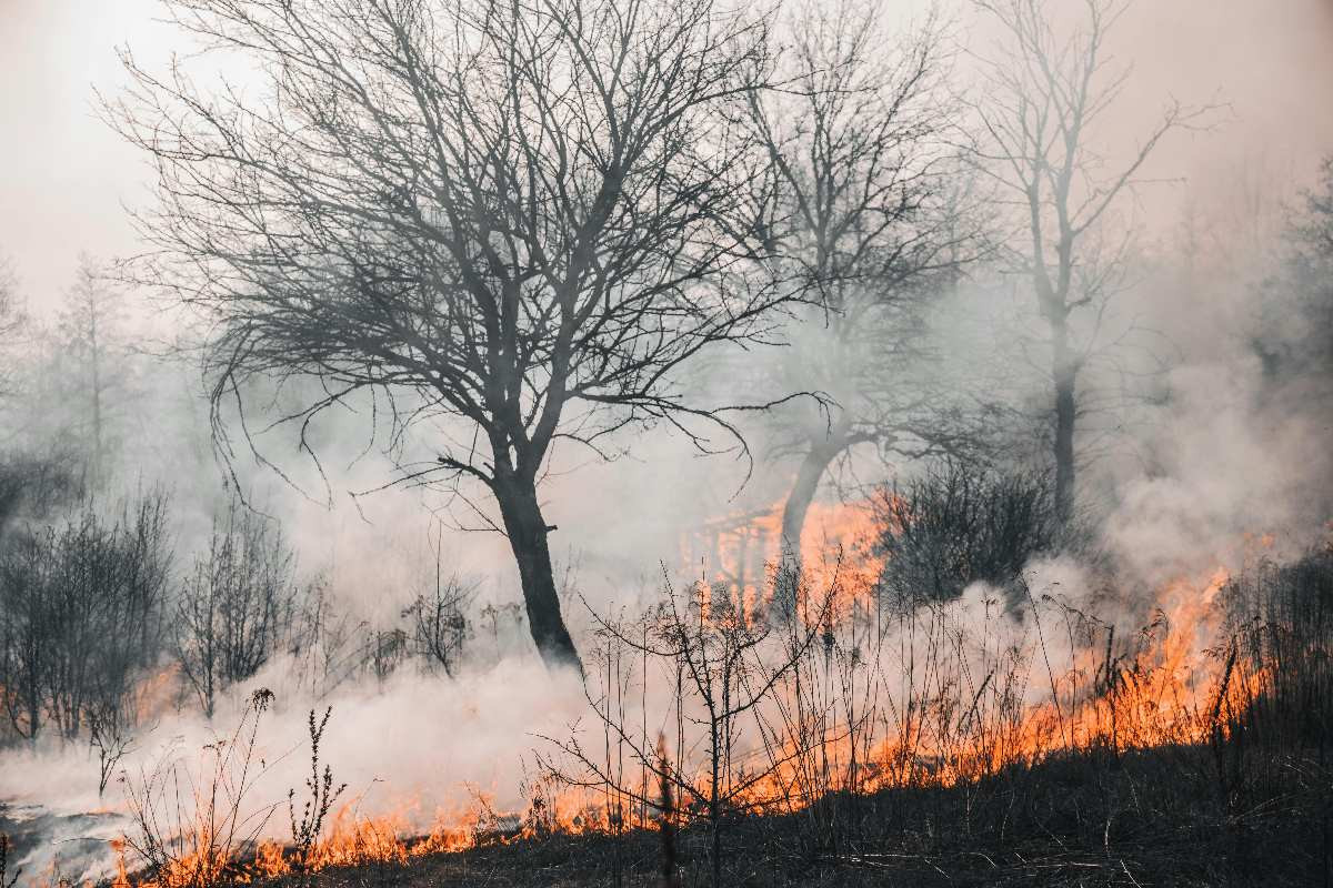 Els incendis ja han arrasat 400.000 hectàrees de massa forestal.