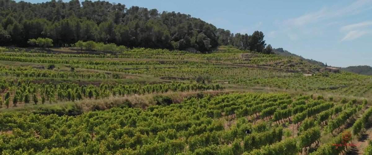 Imatge il·lustrativa