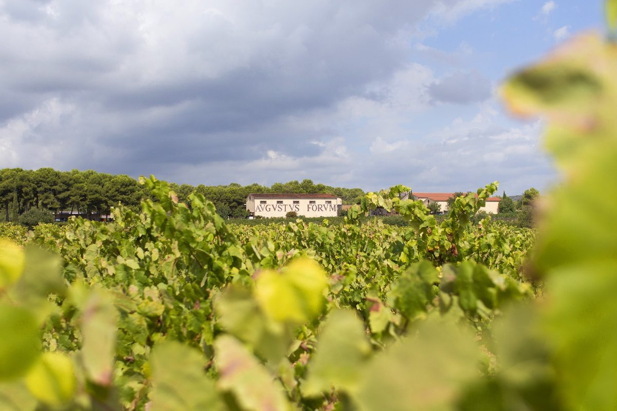Imatge del celler i les seves vinyes: espai, tradició i paisatge en un entorn vitivinícola únic.