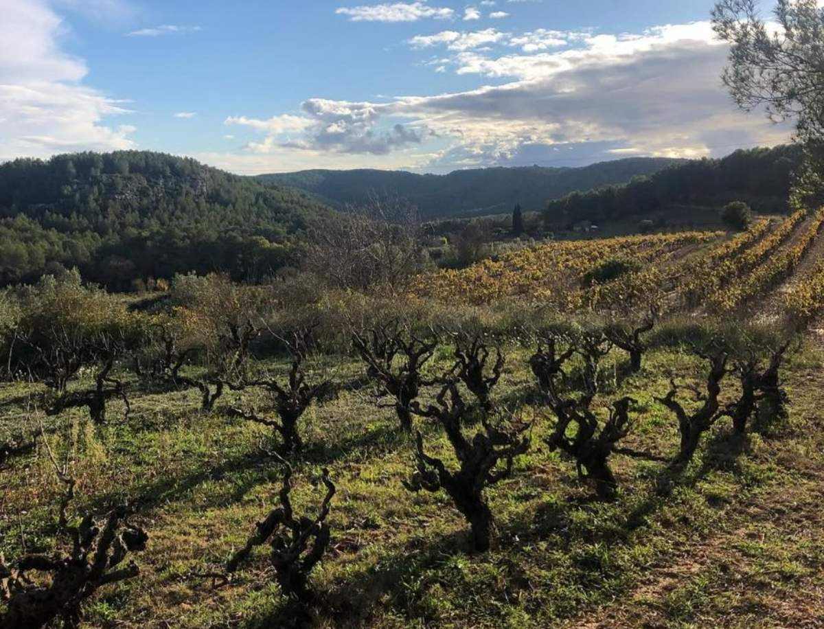 Vinyes amb coberta vegetal del celler Entre Vinyes, al Baix Penedès.