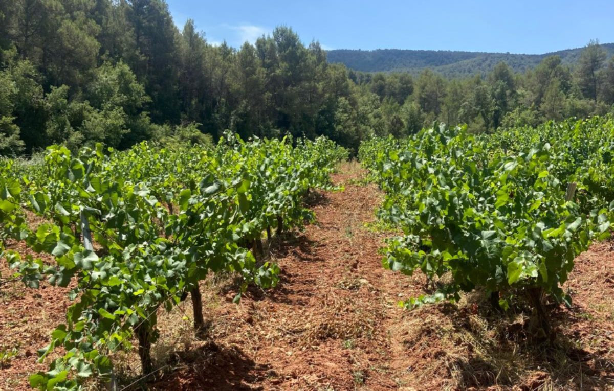 Vinya +500, de l'Agrupació de Viticultors Pla de Manlleu.