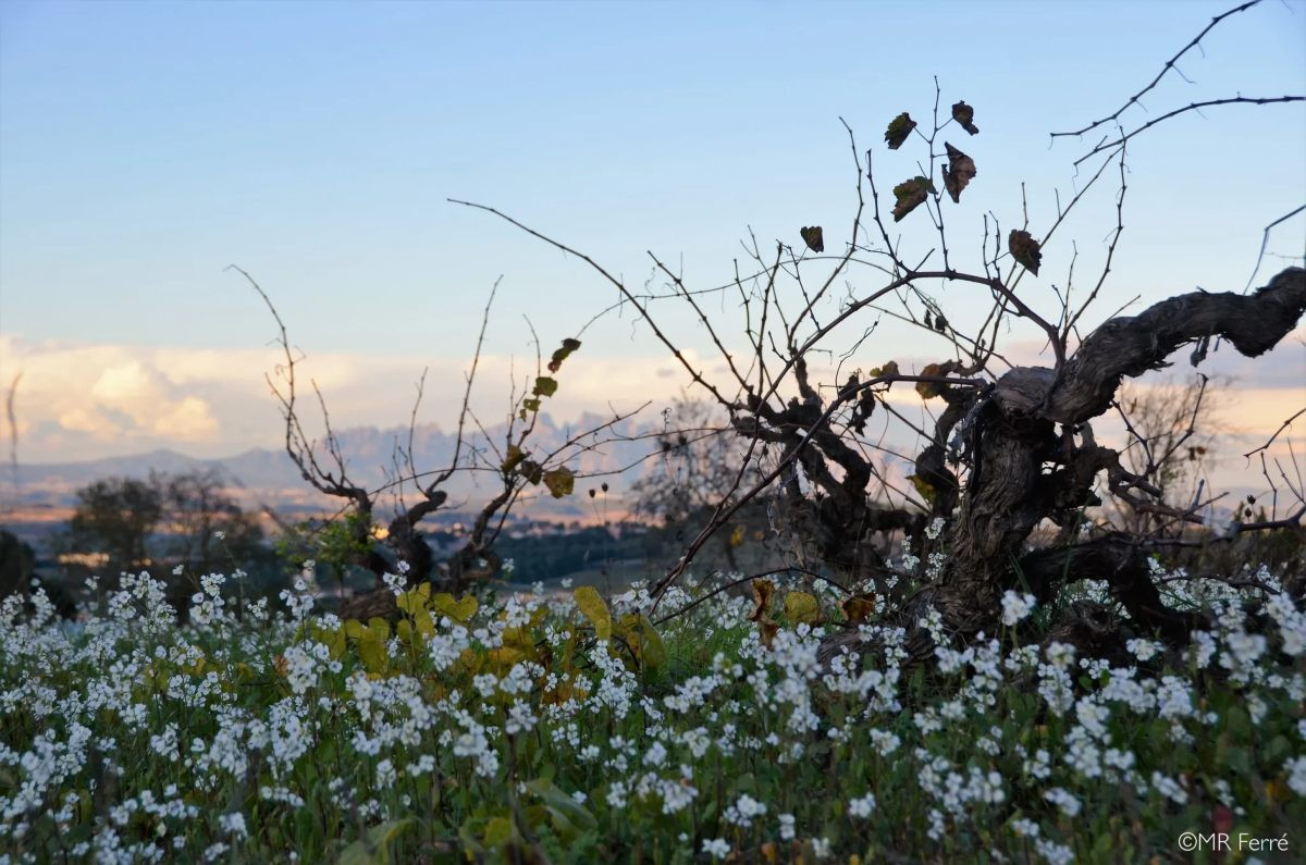 La DO Penedès és la primera denominació d'origen 100% ecològica del món.